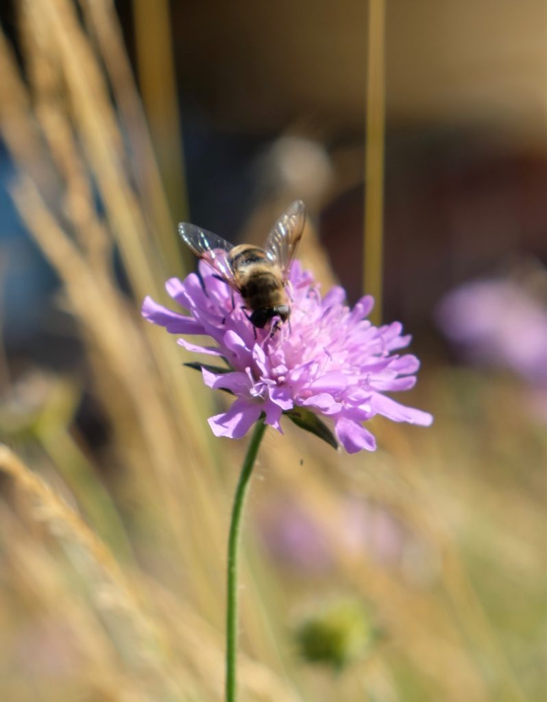 Serie Flower Hunting Beemdkroon Resource Online