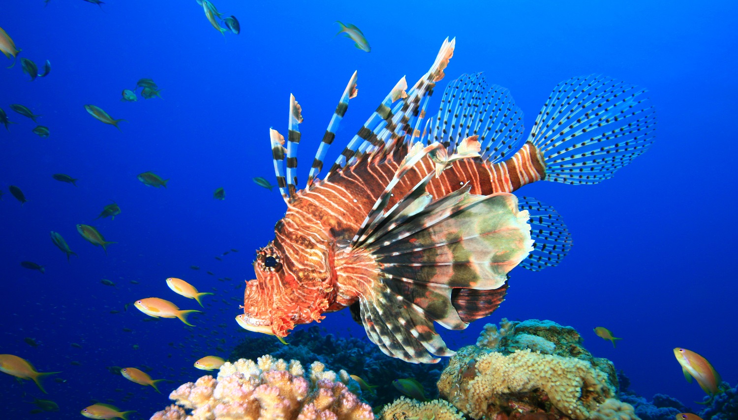 Lionfish can see colours and uv