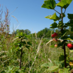 The food forest at Eerbeek.