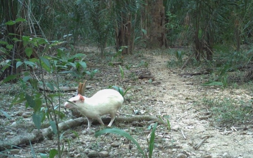 Strange agouti caught on camera