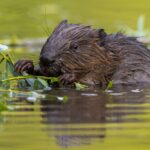 Bever in het water