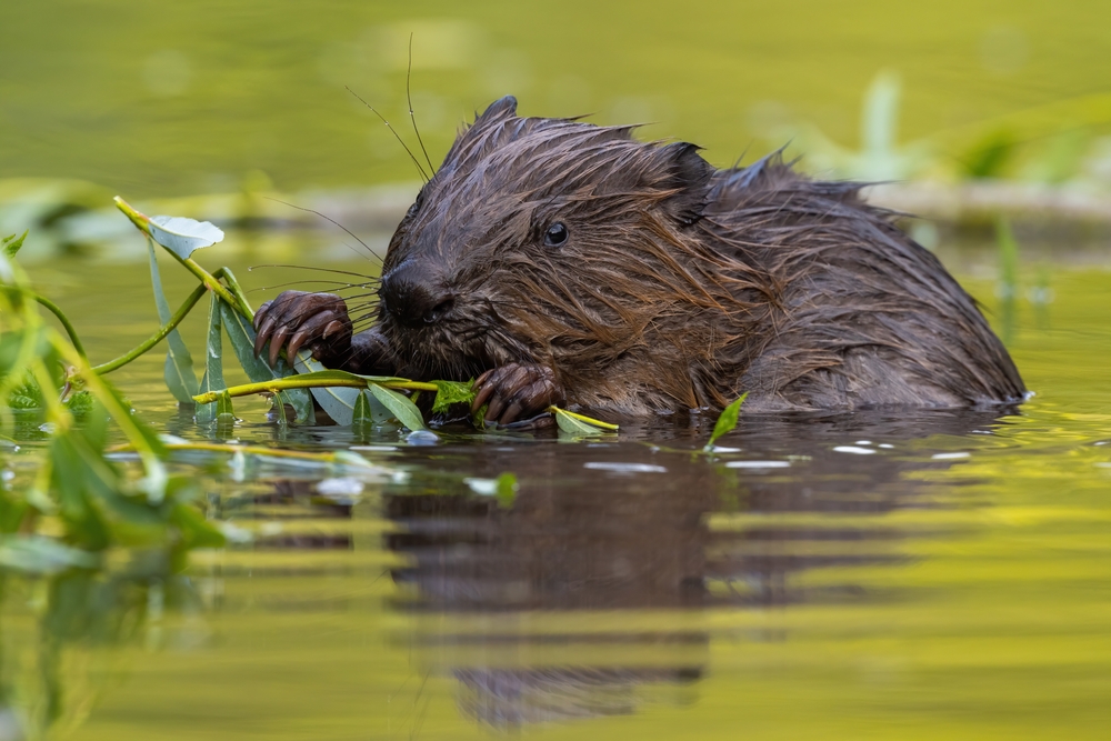 Living with beavers