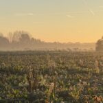 Melkvee in de mist