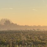 Melkvee in de mist