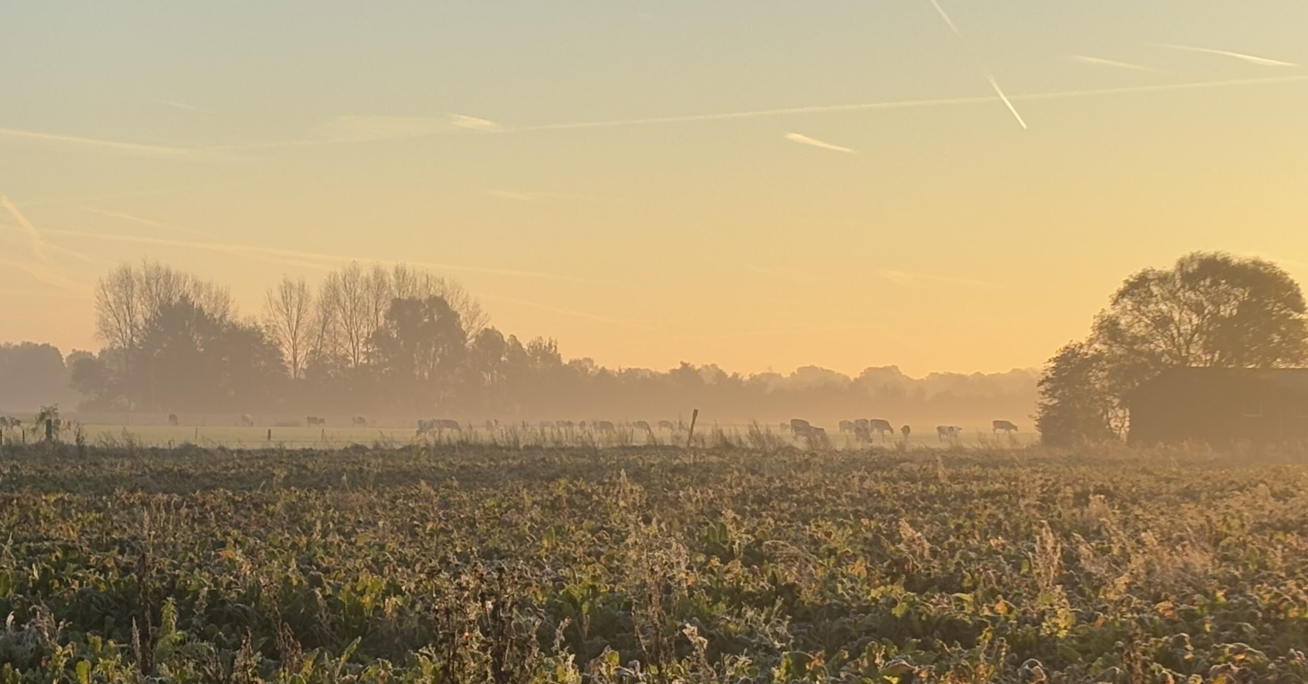 Stikstof-serie #6: ‘Laten we met doelsturing beginnen via een niet al te complex systeem’