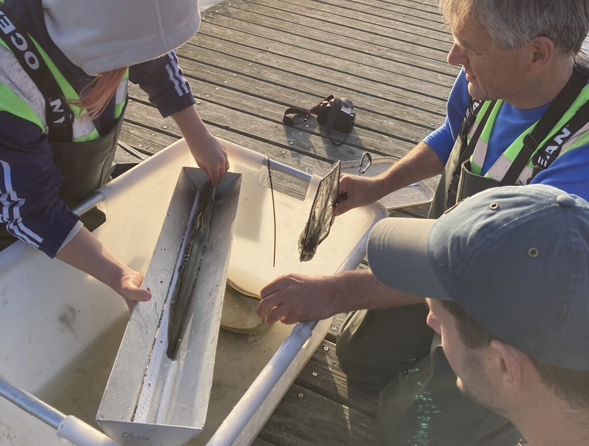 Bij de vismonitoring op Marker Wadden wordt relatief vaak aal aangetroffen.