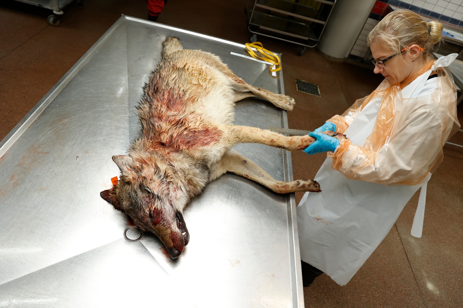 Wolf van Bennekom op WUR-snijtafel