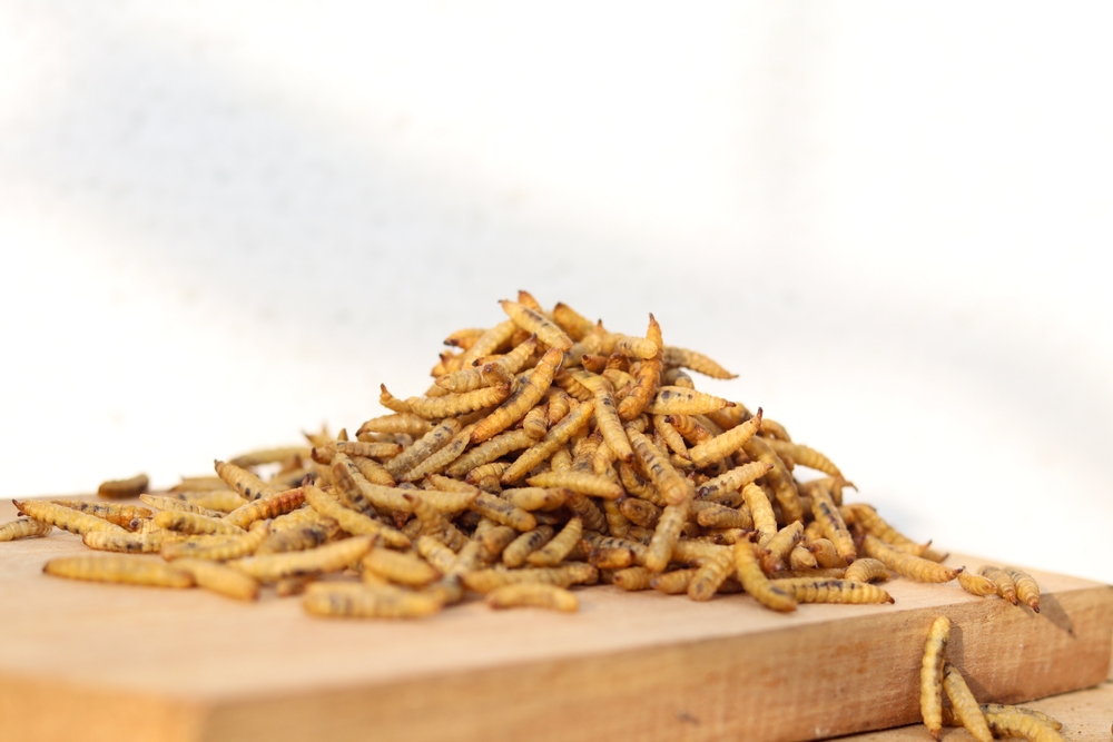 Insects can augment iron deficiency in humans and animals