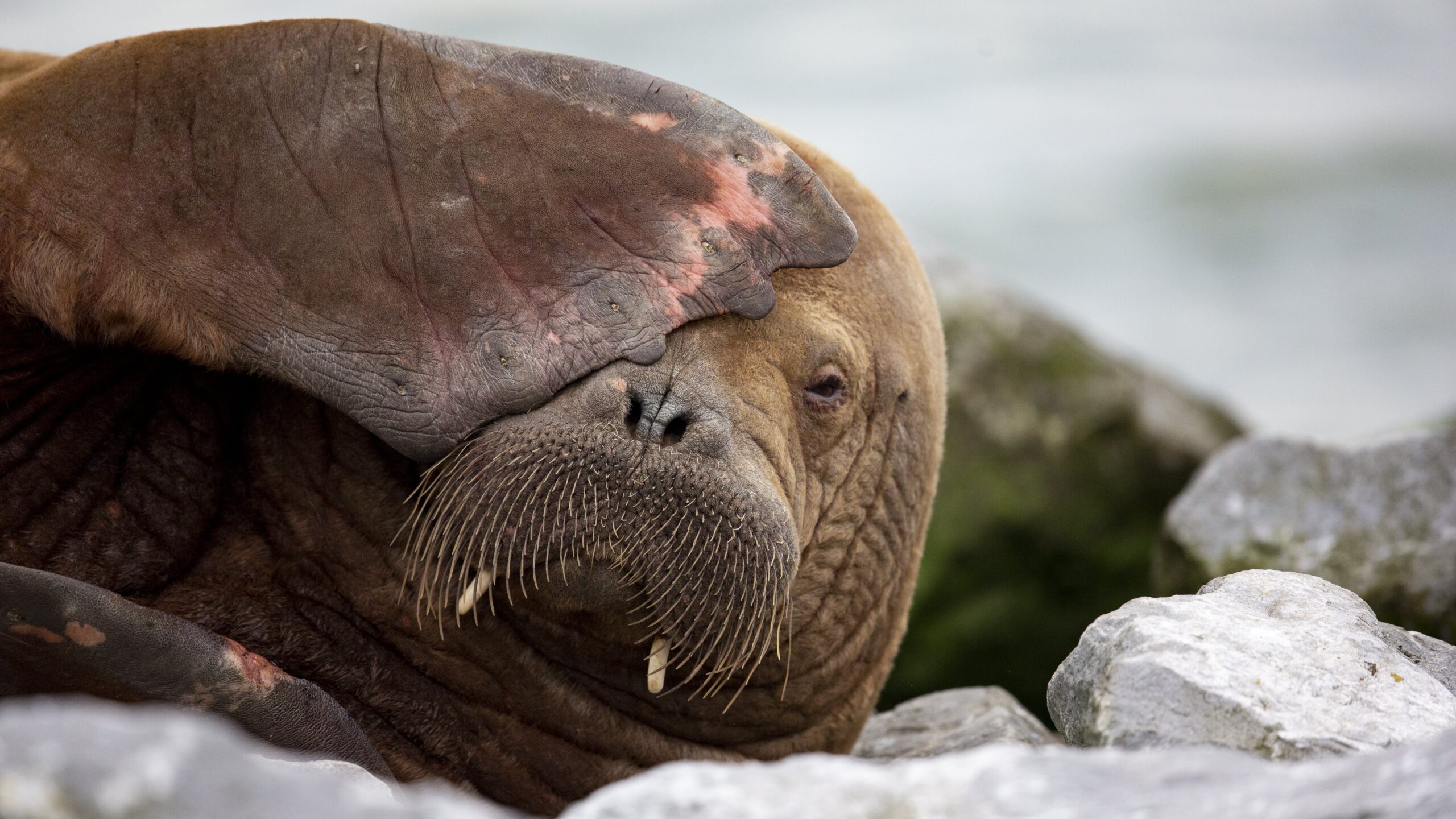 Walruses may move further south